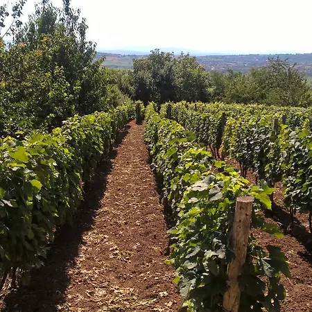 Vasica Grozd * 야고디나