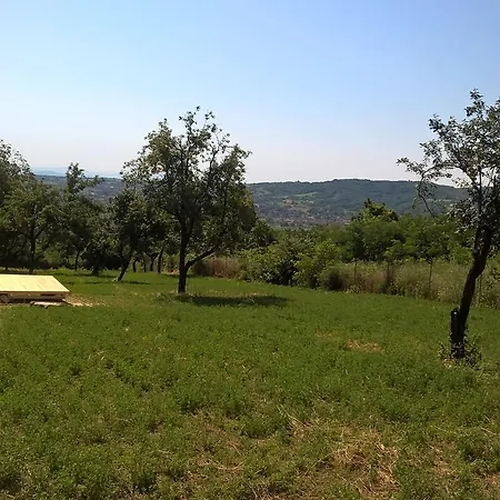 Vasica Grozd 롯지 *