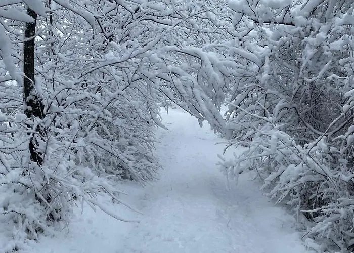 Vasica Grozd * Jagodina