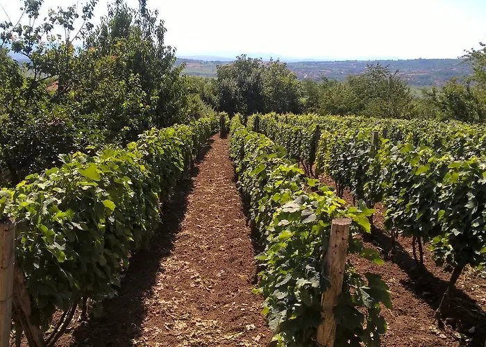 Vasica Grozd * Jagodina