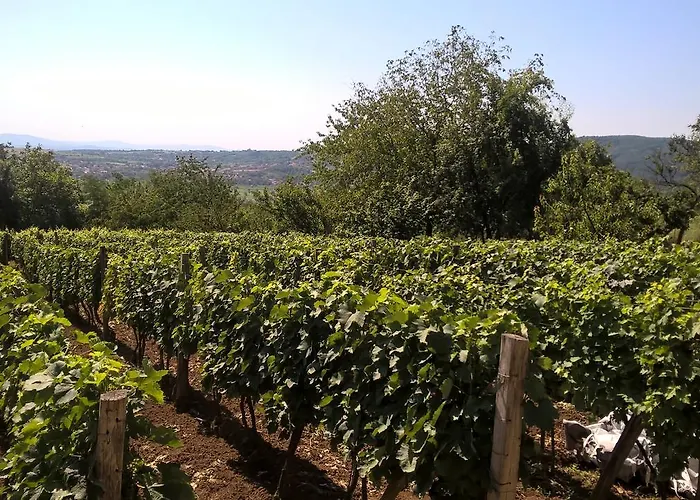 Chata Vasica Grozd *