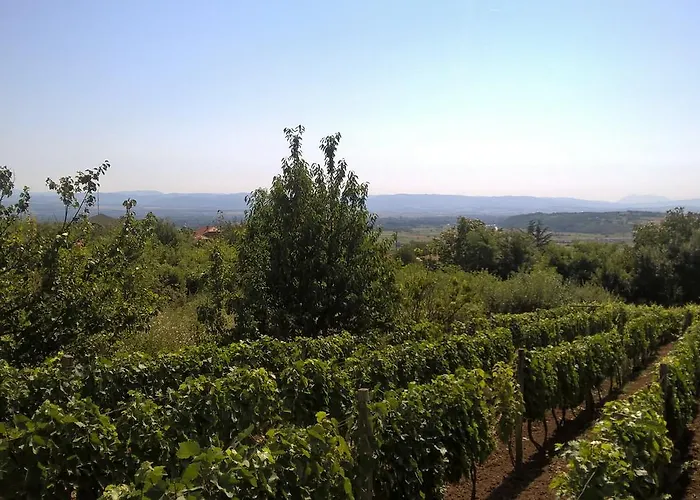 Chata Vasica Grozd Jagodina